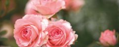 这8种花