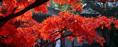 红枫