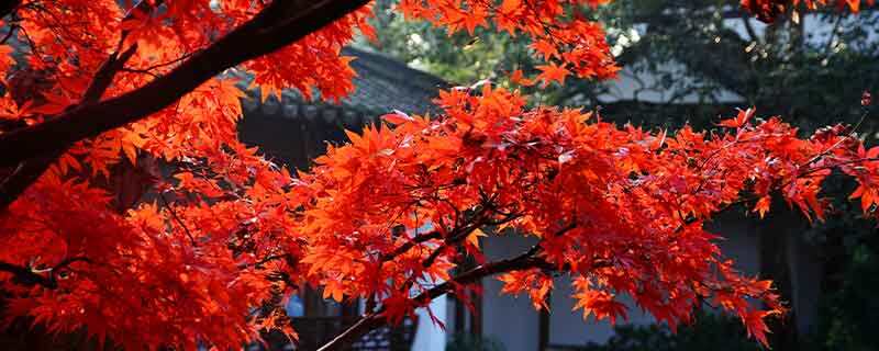 红枫 红枫