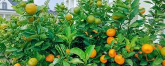 橘子树盆栽的养殖方法和注意事项