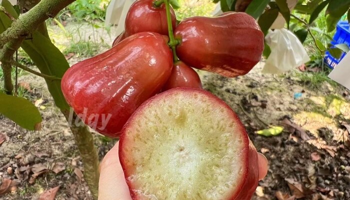 甘蔗莲雾 甘蔗莲雾