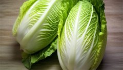天津绿白菜