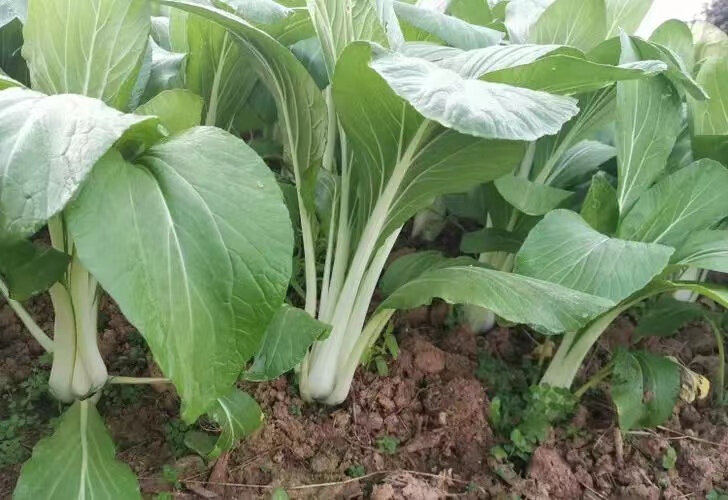 高杆白菜 高杆白菜