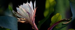 昙花花萼数量