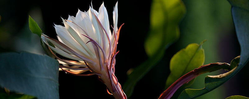 昙花花萼数量 昙花花萼数量