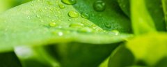 水芙蓉怎样过冬