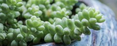 灯泡种子怎么种