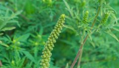 苦草