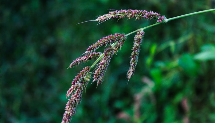 小米草 小米草