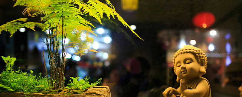 文竹会开花吗 文竹会开花吗
