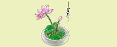 碗莲的养殖方法和注意事项