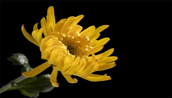 菊花能放在家里养吗 菊花能放在家里养吗