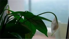 一帆风顺花叶子往下垂怎么办