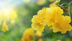 黄花风铃木
