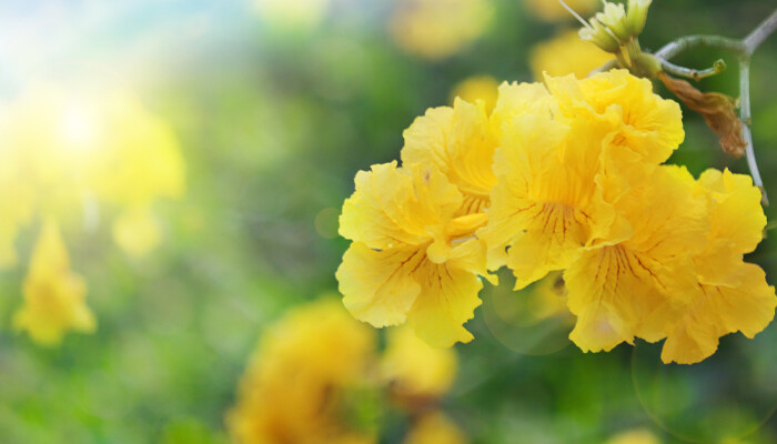 黄花风铃木 黄花风铃木