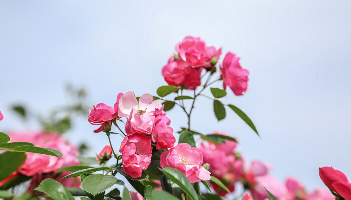 月季花怎么种 月季花怎么种
