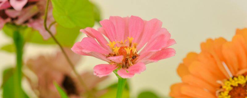 百合花的特点