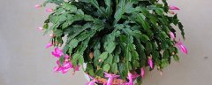 蟹爪兰一年开几次花