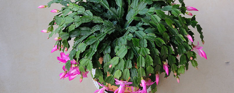 蟹爪兰一年开几次花 蟹爪兰一年开几次花