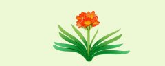 君子兰是兰花吗