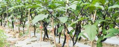 怎样种茄子苗