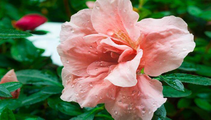 杜鹃花 杜鹃花