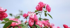 月季花的病虫防治