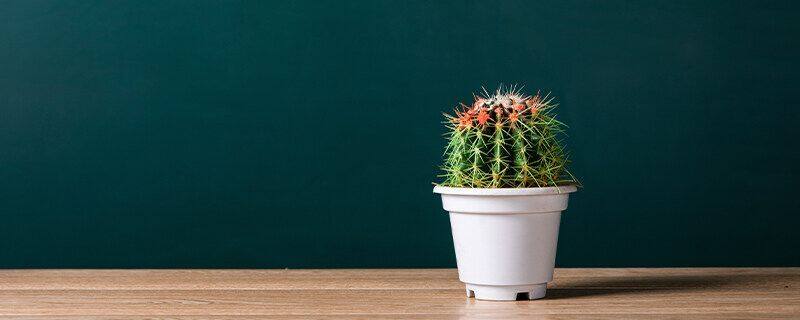 仙人球和仙人掌的区别