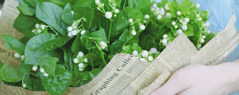 茉莉花可以放在卧室养吗 茉莉花可以放在卧室养吗