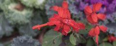 一串红什么季节种植