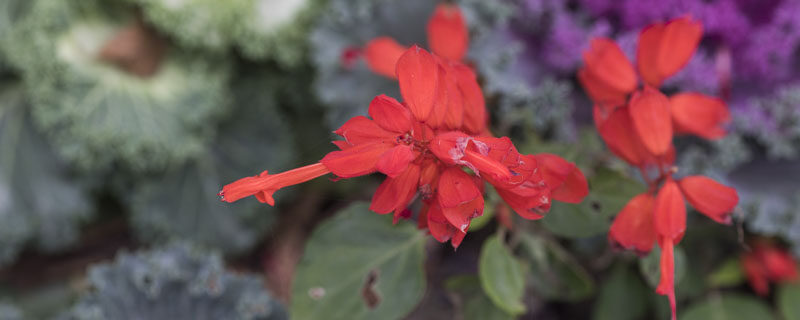 一串红什么季节种植 一串红什么季节种植