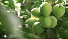 软枝大粒梅
