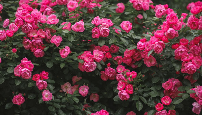 月季花秋天可以插活吗 月季花秋天可以插活吗