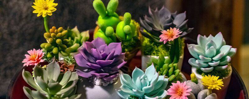 大叶莲花掌怎么养 大叶莲花掌怎么养