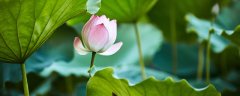 荷花栽培养殖方法