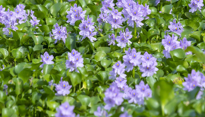 水葫芦 水葫芦