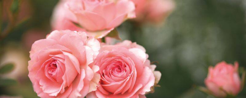 月季花的养殖方法
