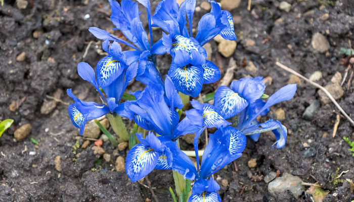 花菖蒲 花菖蒲