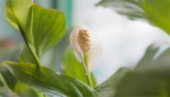 白掌