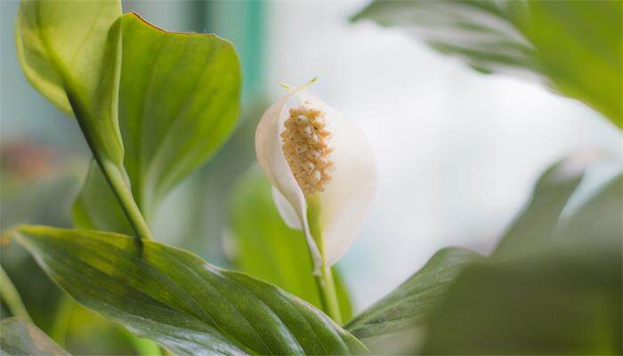 白掌 白掌