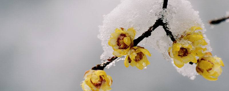 腊梅花语 腊梅花语