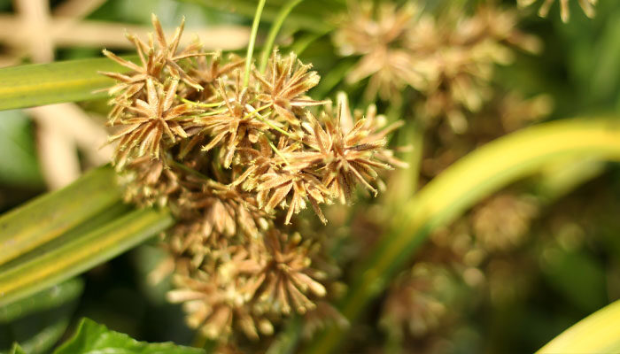 纸莎草 纸莎草