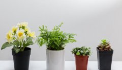 10cm小花盆养什么花