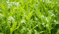 茼蒿菜