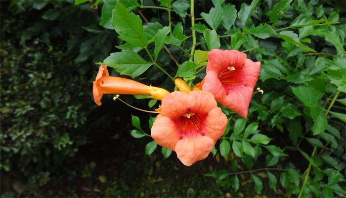 凌霄花一年开几次花 凌霄花一年开几次花