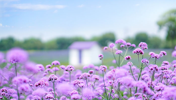 薰衣草花期 薰衣草花期