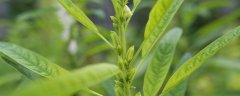 芝麻怎么种才能出好苗