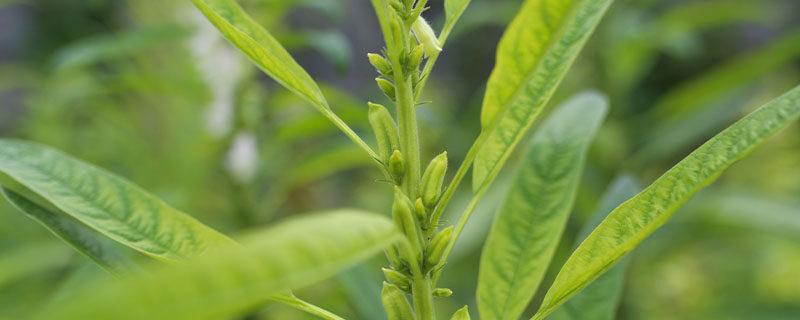 芝麻怎么种才能出好苗 芝麻怎么种才能出好苗