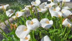 海芋花