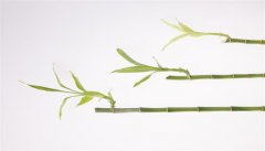 富贵竹开花了象征什么